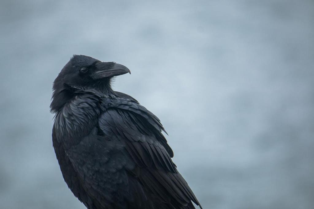 You Are Probably Wrong About “The&nbsp;Raven”